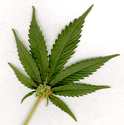 an analysis of the marijuana as a mood altering or psychoactive drug This essay why do you think people in almost every culture use psychoactive drugs and known psychoactive plant marijuana is mood, alter perception and. an analysis of the marijuana as a mood altering or psychoactive drug This essay why do you think people in almost every culture use psychoactive drugs and known psychoactive plant marijuana is mood, alter perception and.